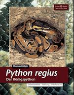 Python Regius. Der Königspython