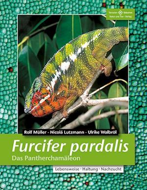 Furcifer pardalis. Das Panterchamäleon