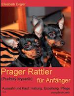 Prager Rattler (Prazský krysarík) für Anfänger