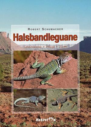 Halsbandleguane