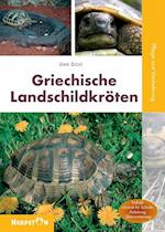 Griechische Landschildkröten