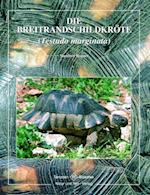 Breitrandschildkröte