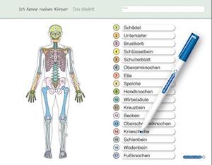 Ich kenne meinen Körper - Das Skelett