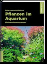 Pflanzen im Aquarium