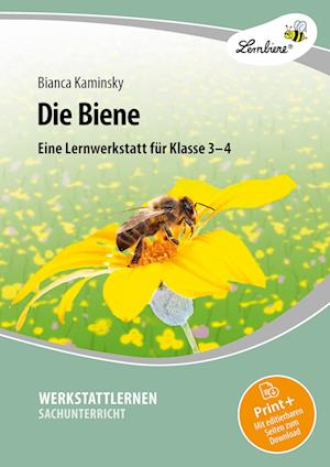 Die Biene. Grundschule, Sachunterricht, Klasse 3-4