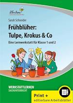 Frühblüher: Tulpe, Krokus & Co