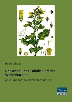 Der Anbau des Tabaks und der Weberkarden