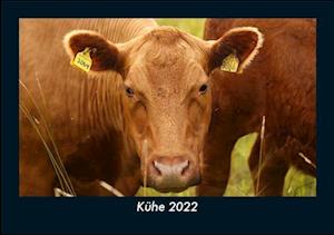 Kühe 2022 Fotokalender DIN A5