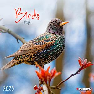 Birds 2025