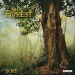 Deep Forest 2025