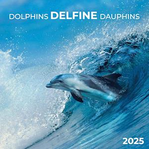 Dolphins/Delfine 2025