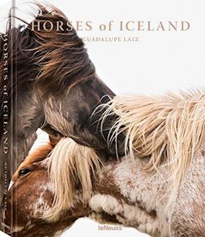 Horses of Iceland