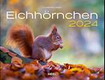 Eichhörnchen Eintragkalender 2024