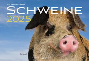 Schweine Kalender 2025