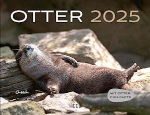 Otter Kalender 2025 Wandkalender