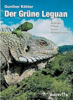 Der Grüne Leguan