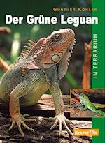 Der Grüne Leguan im Terrarium