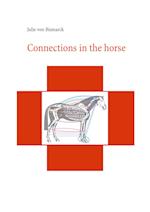Connections in the horse