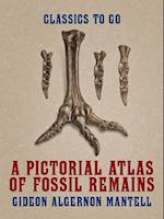 Pictorial Atlas of Fossil Remains