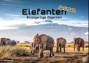 Elefanten - einzigartige Giganten - 2025 - Kalender DIN A2