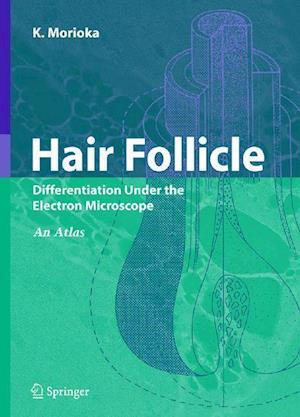 Hair Follicle