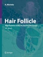 Hair Follicle