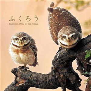 Beautiful Owls in the World