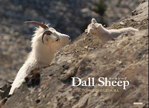 Dall Sheep