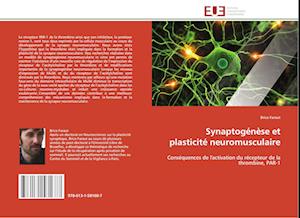 Synaptogénèse et plasticité neuromusculaire