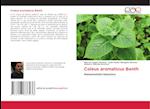 Coleus aromaticus Benth