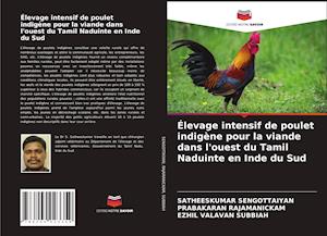 Élevage intensif de poulet indigène pour la viande dans l'ouest du Tamil Naduinte en Inde du Sud