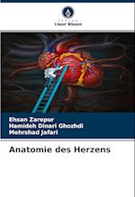 Anatomie des Herzens