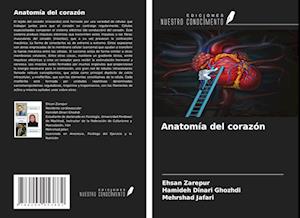 Anatomía del corazón