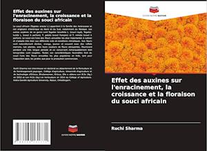 Effet des auxines sur l'enracinement, la croissance et la floraison du souci africain