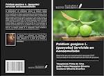 Psidium guajava L. (guayaba) larvicida en nanoemulsión