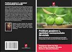 Psidium guajava L. (goiaba) nanoemulsão larvicida