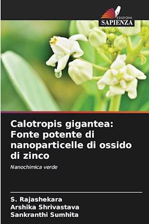 Calotropis gigantea: Fonte potente di nanoparticelle di ossido di zinco