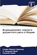 Vyraschiwanie chernogo dushistogo risa w Indii