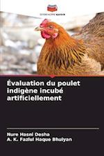 Évaluation du poulet indigène incubé artificiellement