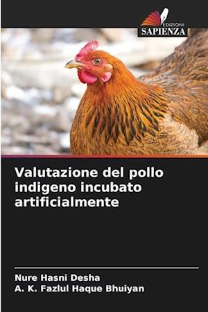 Valutazione del pollo indigeno incubato artificialmente