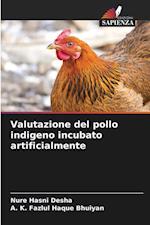 Valutazione del pollo indigeno incubato artificialmente