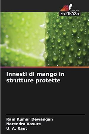 Innesti di mango in strutture protette