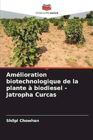 Amélioration biotechnologique de la plante à biodiesel - Jatropha Curcas
