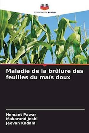 Maladie de la brûlure des feuilles du maïs doux