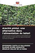 Arachis pintoi, une alternative dans l'alimentation du bétail