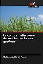 La coltura della canna da zucchero e la sua gestione