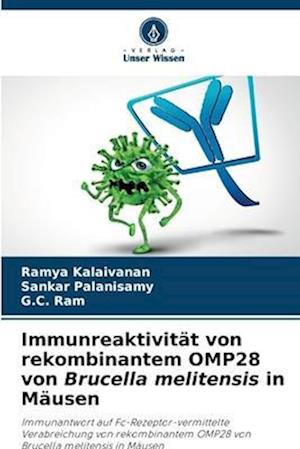 Immunreaktivität von rekombinantem OMP28 von Brucella melitensis in Mäusen