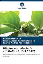 Blätter von Morinda citrifolia (RUBIACEAE)