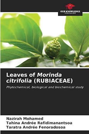 Leaves of Morinda citrifolia (RUBIACEAE)