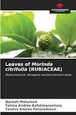 Leaves of Morinda citrifolia (RUBIACEAE)